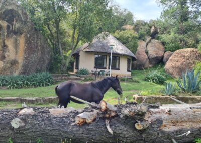 Beautiful cottage with black stallion horse