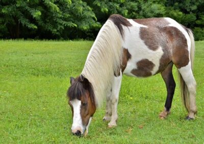 Pony On Lawn