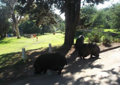 Scenic Park Area with Grazing Pot-bellied Pigs