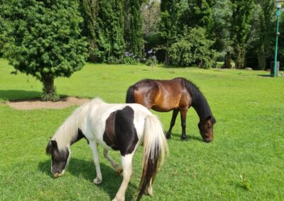 Scenic Pasture with Grazing Horses and Lush Green Trees