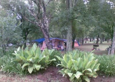 Shaded Forest Campsite with Tents and Picnic Area.