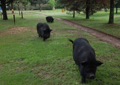 Three Black Pigs Walking on a Grass Path in a Park