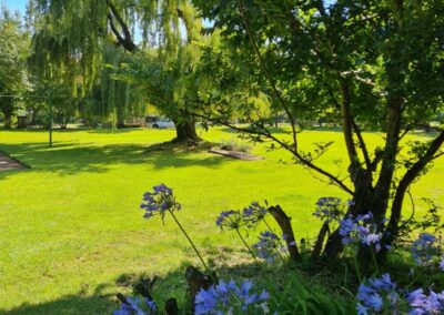 Sunny Garden Scene with Vibrant Purple Flowers and Lush Green Lawn
